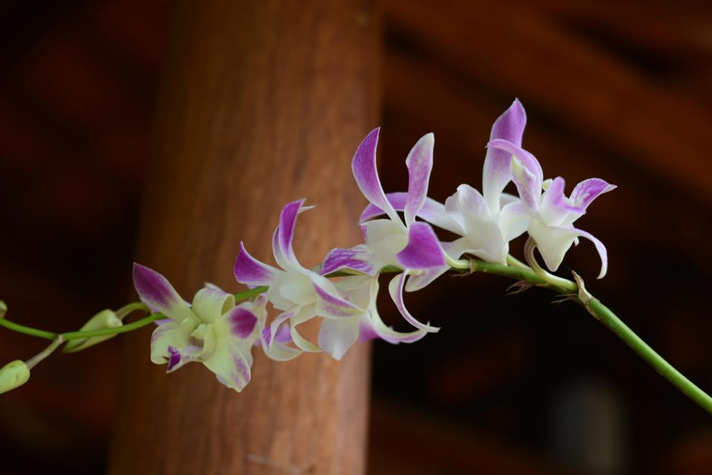 Botanic Garden Villas Hoi An Dış mekan fotoğraf