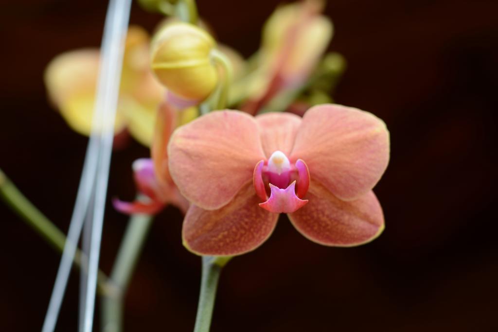 Botanic Garden Villas Hoi An Dış mekan fotoğraf