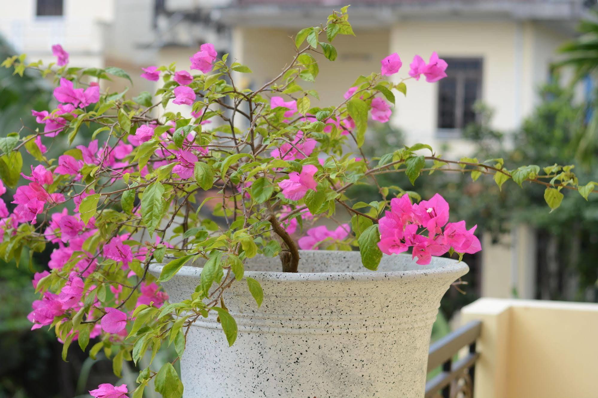Botanic Garden Villas Hoi An Dış mekan fotoğraf